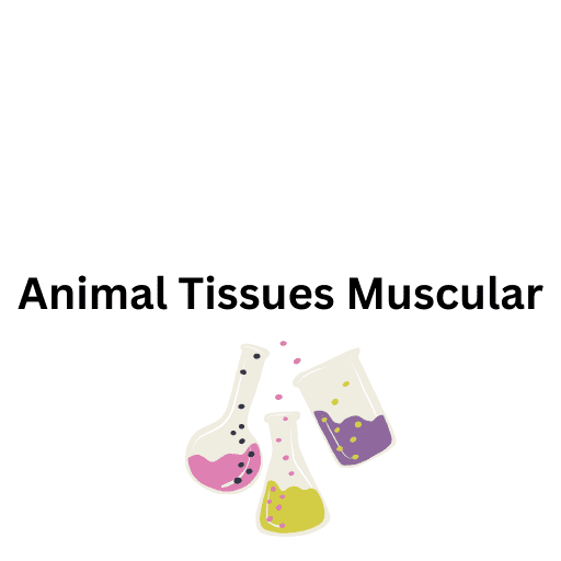 Animal Tissues  Muscular